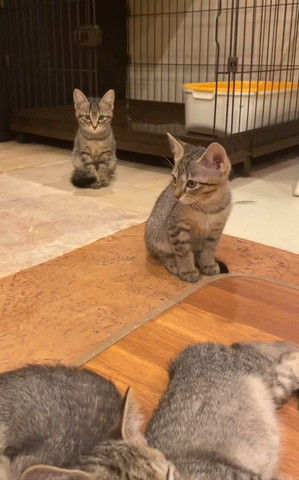 お座りしてる子猫と手前に寝てる子猫