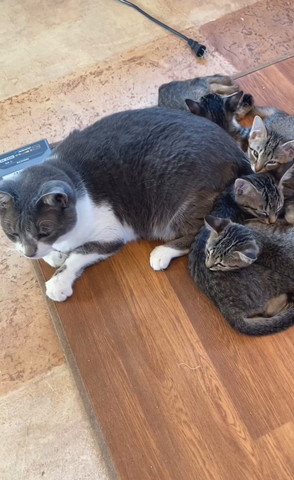 成猫のお尻に子猫4匹