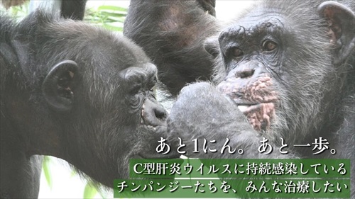 チンパンジーの治療クラファン