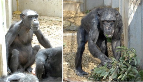 チンパンジーの治療クラファン