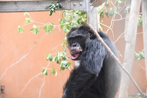 チンパンジーの治療クラファン
