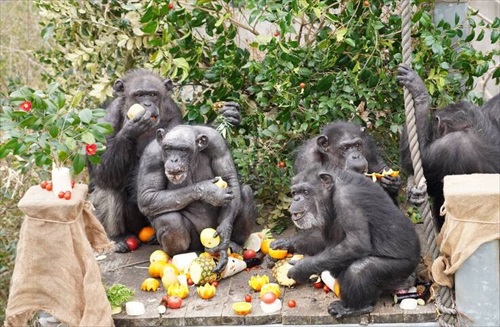 チンパンジーの治療クラファン