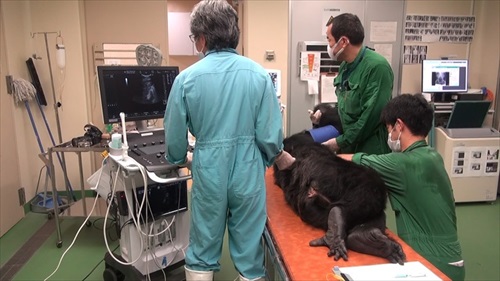 チンパンジーの治療クラファン