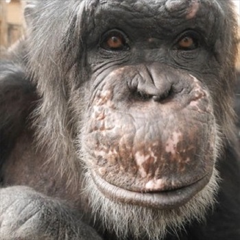 チンパンジーの治療クラファン