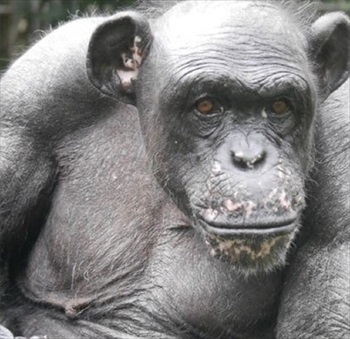 チンパンジーの治療クラファン