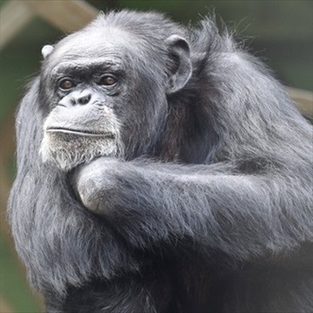 チンパンジーの治療クラファン