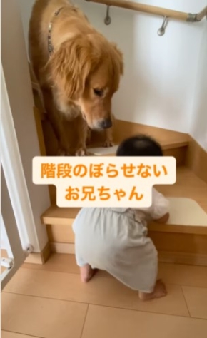 階段を上る女の子を見守る犬