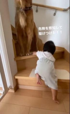 階段を上る女の子を見守る犬