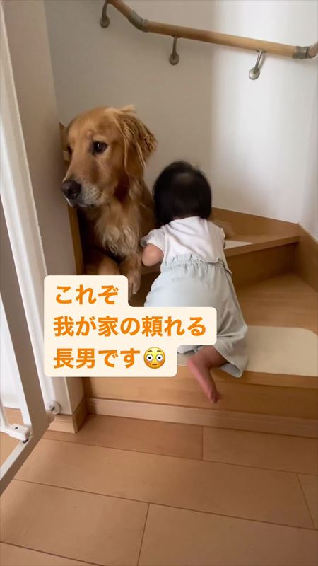 一段目を上った女の子を見守る犬