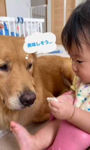 女の子のおやつを狙う犬