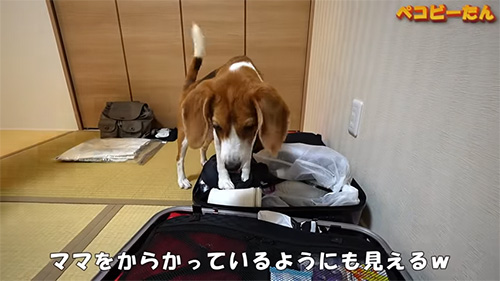 ママをからかっている