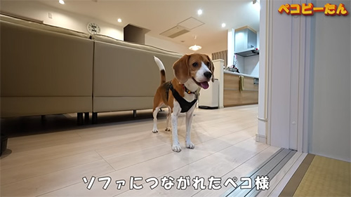 ソファにつながれた