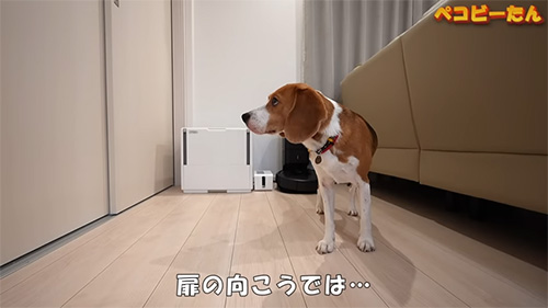 部屋を見つめるペコちゃん