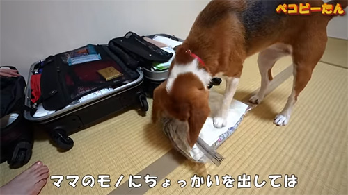 ママのものにちょっかい