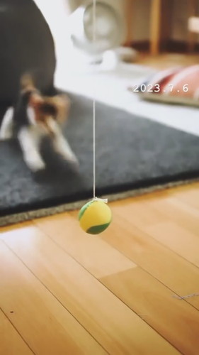 「ヌーコーの振り子」