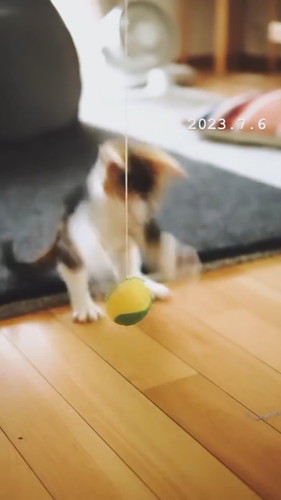 「ヌーコーの振り子」