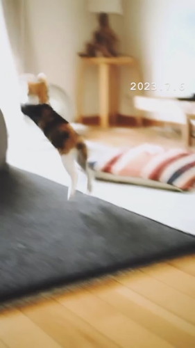 「ヌーコーの振り子」