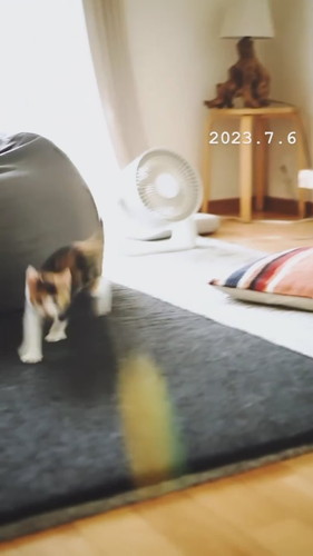 「ヌーコーの振り子」