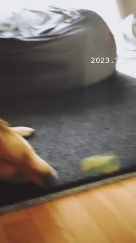 「ヌーコーの振り子」