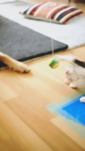 「ヌーコーの振り子」