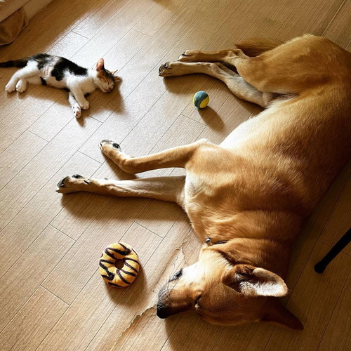 コタくんとイヨちゃん