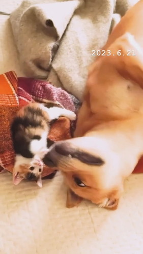 コタくんとイヨちゃん