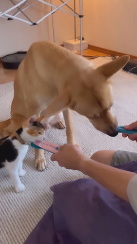 コタくんとイヨちゃん