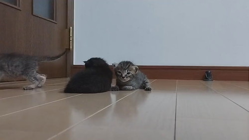 子猫の寝落ちタイムラプス