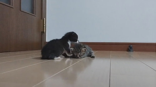 子猫の寝落ちタイムラプス