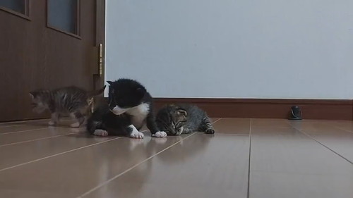 子猫の寝落ちタイムラプス