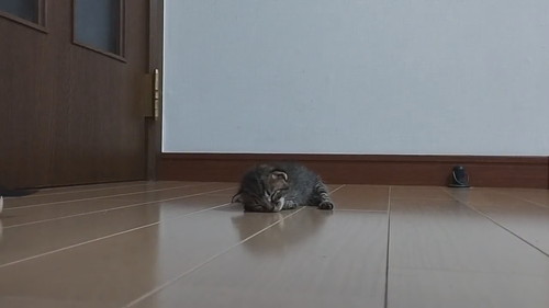 子猫の寝落ちタイムラプス
