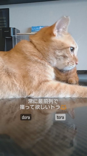 「常に最前列で撮って欲しいトラ」