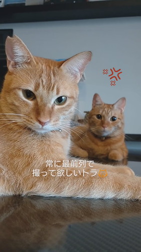 「常に最前列で撮って欲しいトラ」