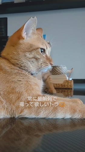 「常に最前列で撮って欲しいトラ」