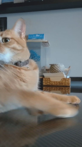 「常に最前列で撮って欲しいトラ」