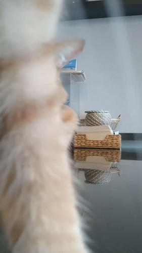 「常に最前列で撮って欲しいトラ」