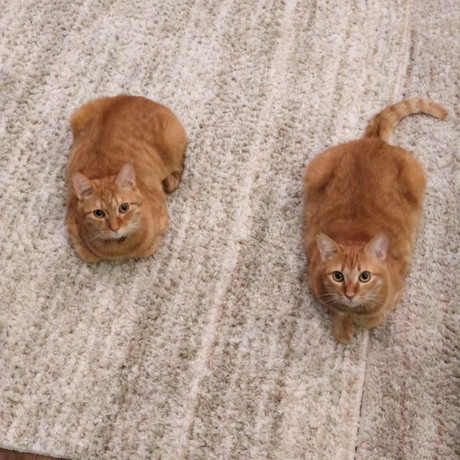 ドラくんとトラくん