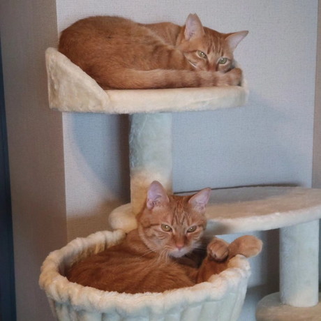 ドラくんとトラくん