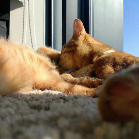 ドラくんとトラくん