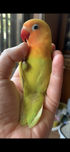 お迎え直後のボタンインコ