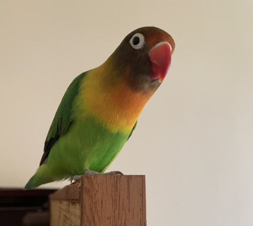 かわいいボタンインコ