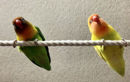 まねするボタンインコ