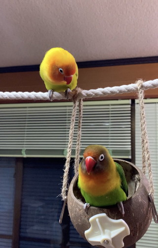 お出迎えするインコ