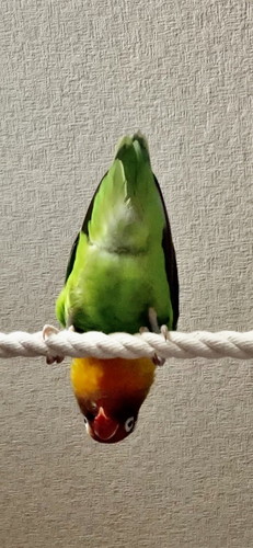 回るボタンインコ