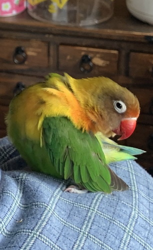 雰囲気があるインコ