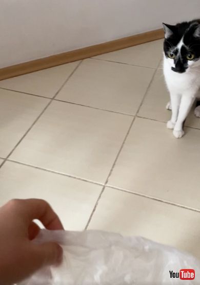 ビニール袋を渡す前から興味深々の猫ちゃん