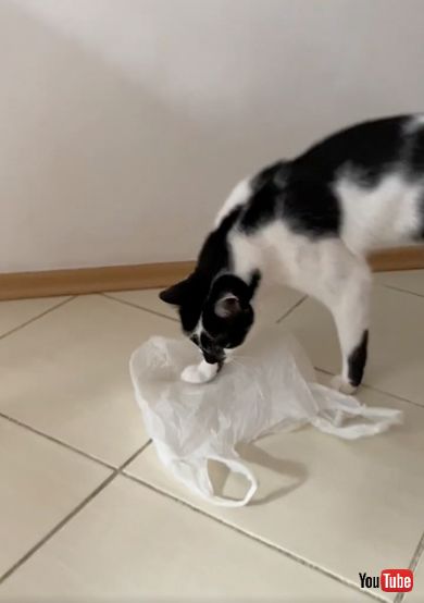 猫ちゃんにビニール袋を与えてみたら