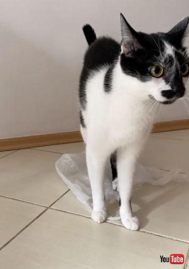 無表情だけど楽しそうにビニール袋を踏む猫ちゃん