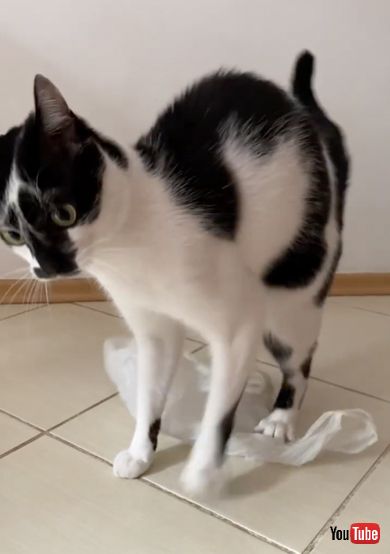 ビニール袋が好きすぎて興奮をする猫ちゃん