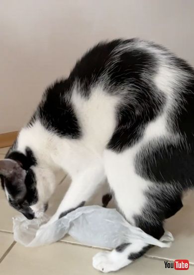 ビニール袋の楽しさを探る猫ちゃん